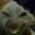 7tv emote