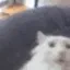 7tv emote