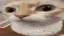 7tv emote