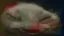 7tv emote