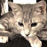 Miso the cat